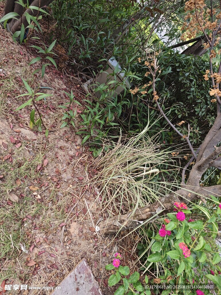户外自然花草景致