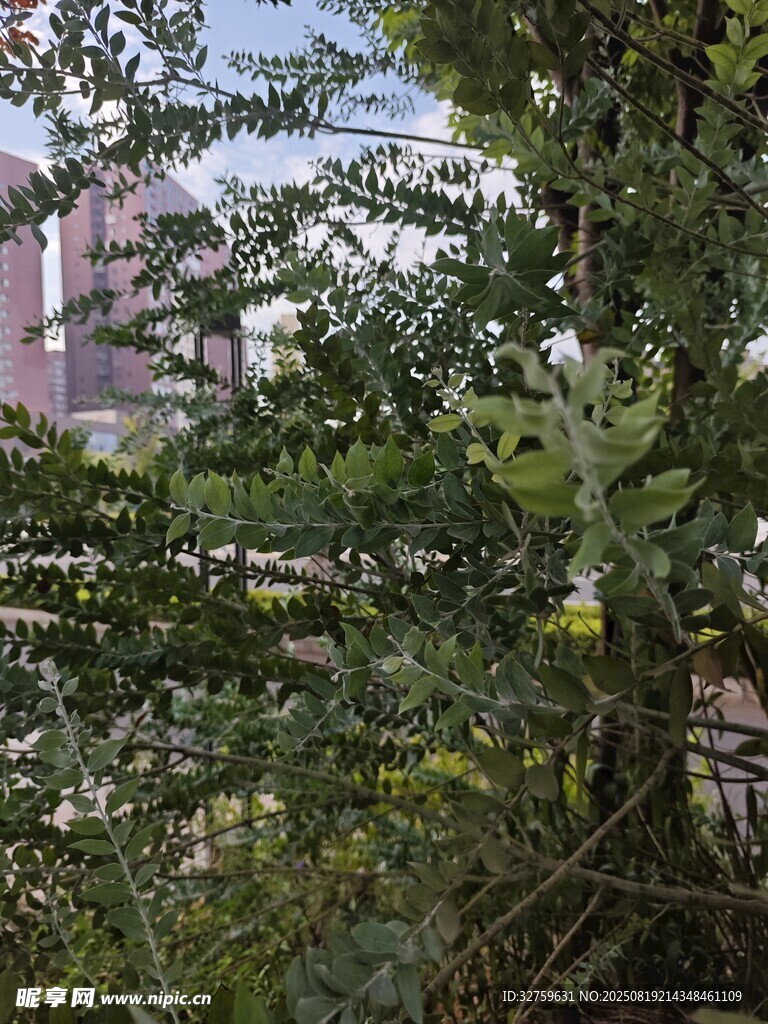 城市中繁茂的绿色植物