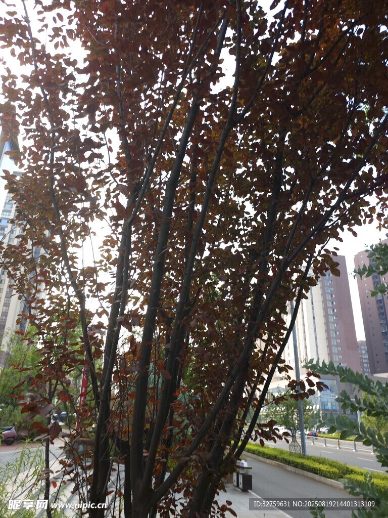 秋日路旁枝叶泛红的树