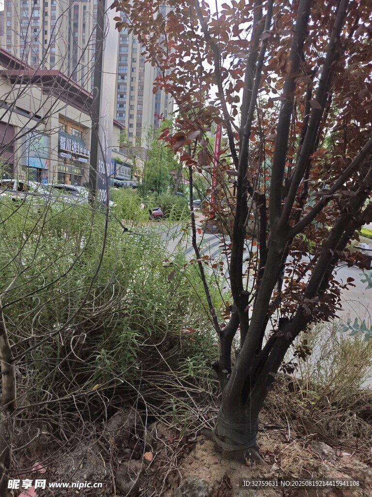 城市中带红叶的树木景观