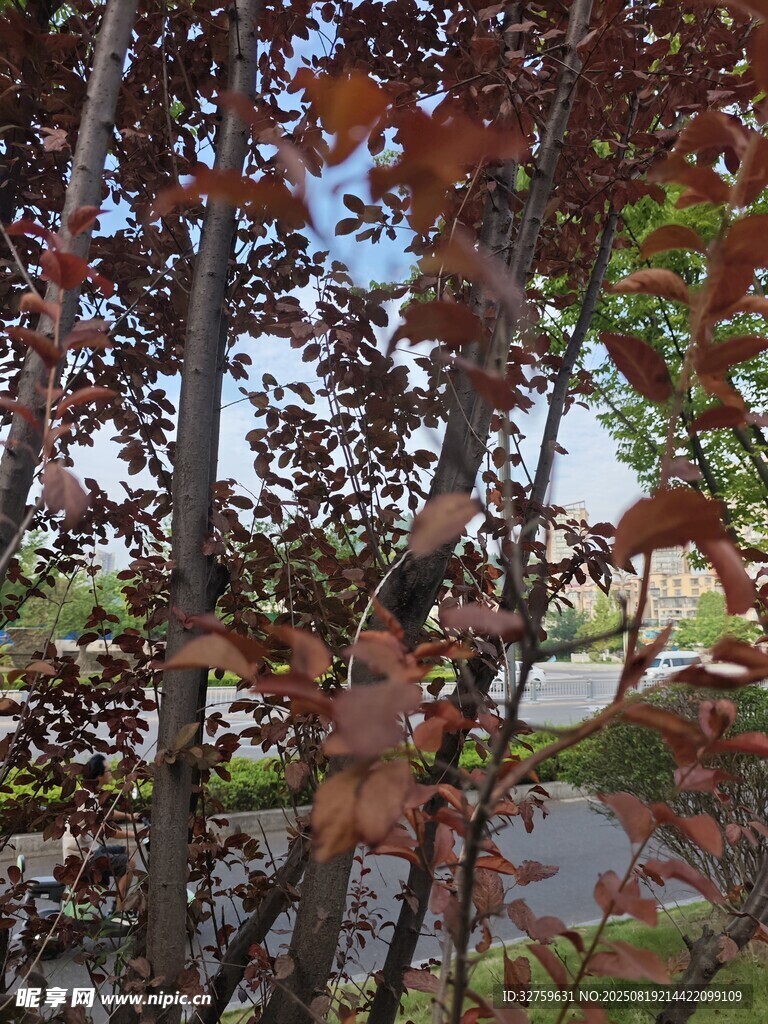 秋日红叶树枝景观