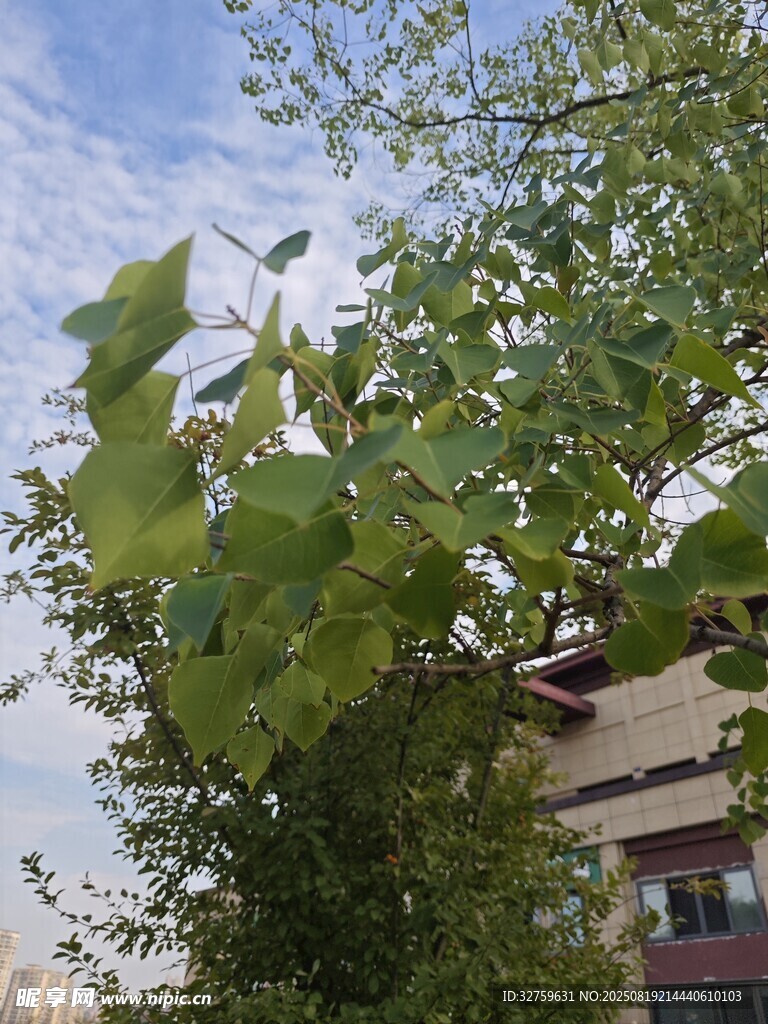 绿叶繁茂的树木与建筑
