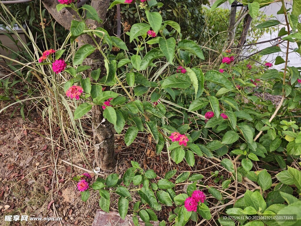 绽放的粉色花卉绿植