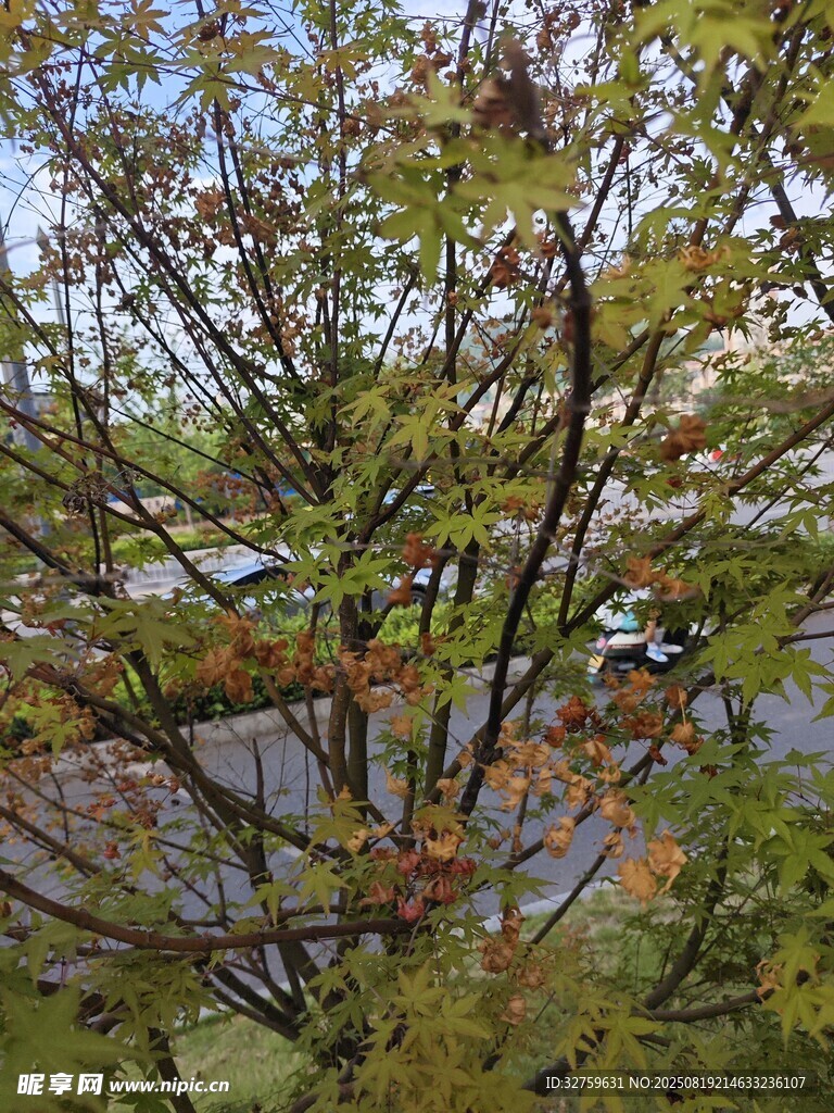 秋日枝头斑斓树叶景象
