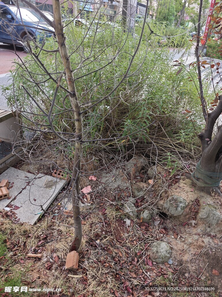 户外绿植与石块景观