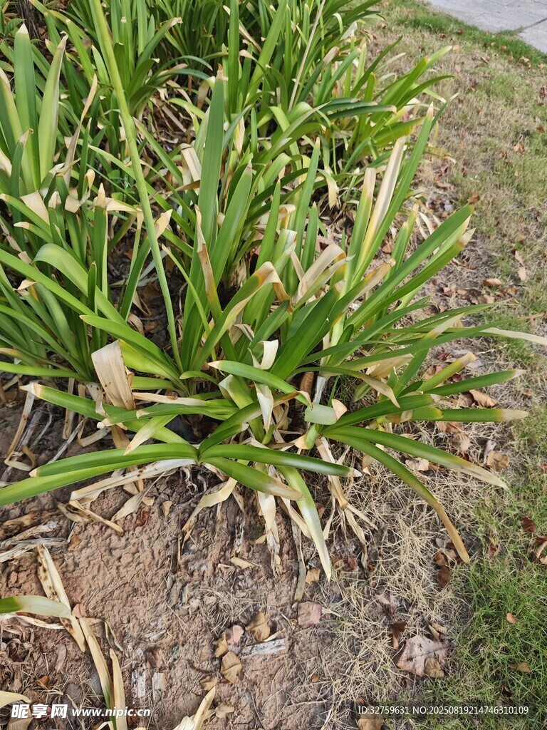 绿叶植物近景特写