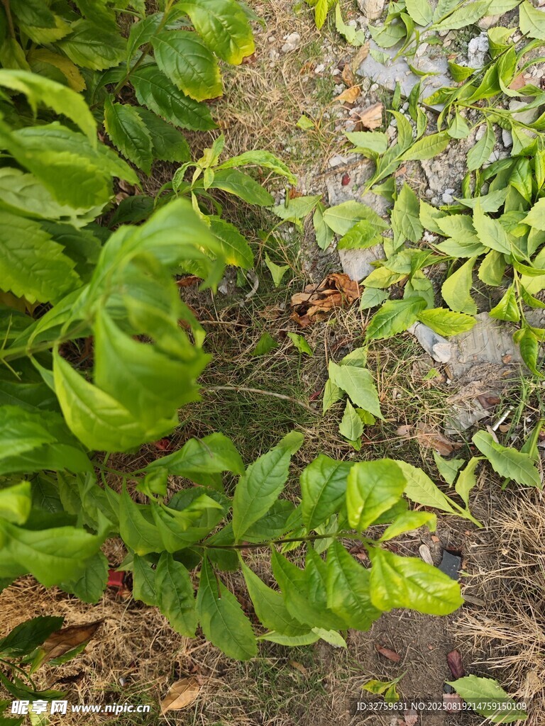 绿叶丛中的昆虫