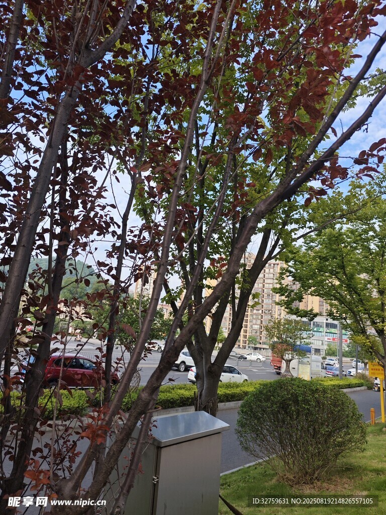 春日街头繁茂树木景致