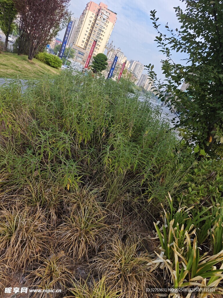 城市边的绿植景观