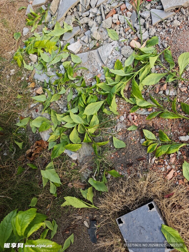 地面绿植与平板电脑场景