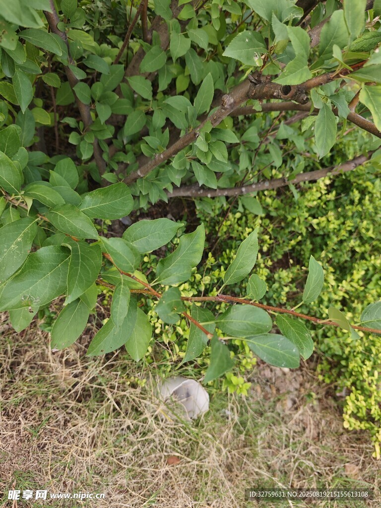 草丛中的透明泡泡