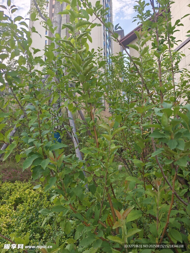 庭院绿植景观