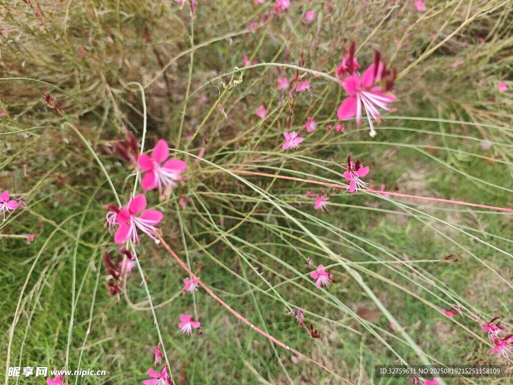 草丛中的粉色美丽小花