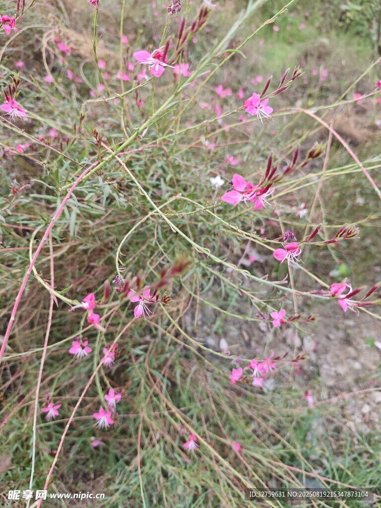 粉色小花点缀绿色草丛