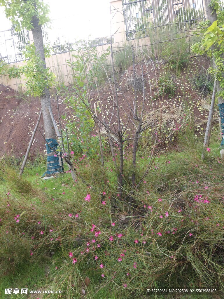山坡上的树木与绿植景观