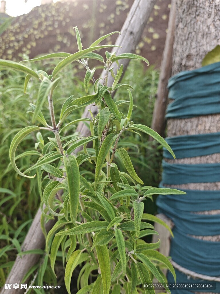 藤蔓植物攀爬在支架上