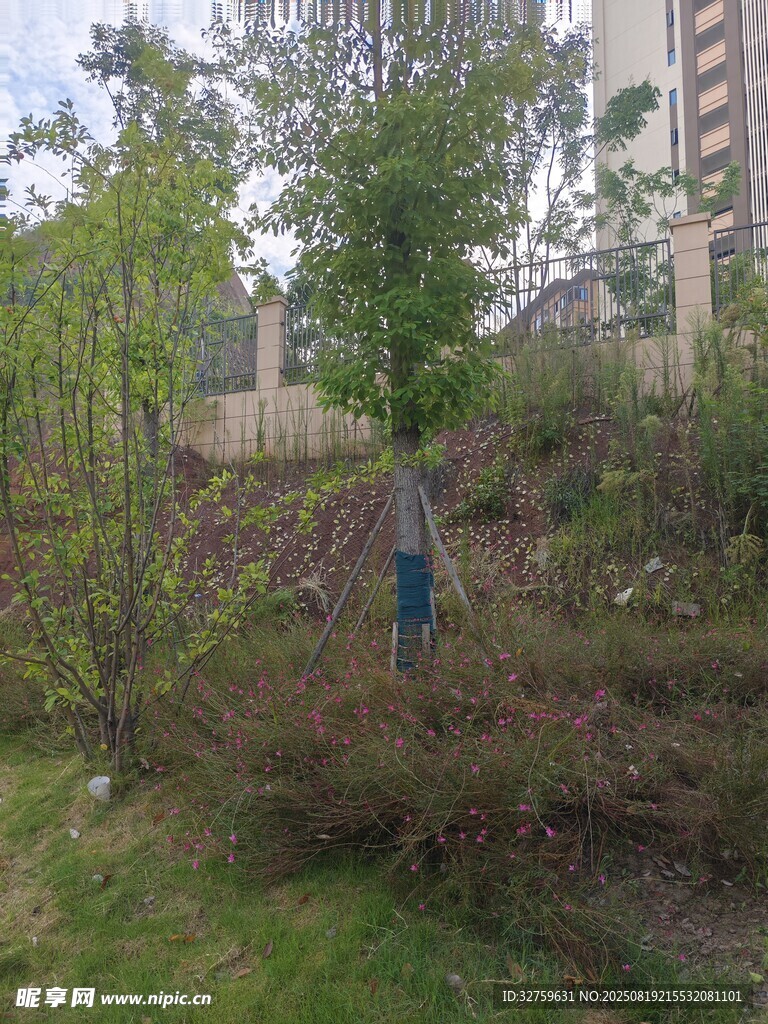 城市中的绿植景观角落