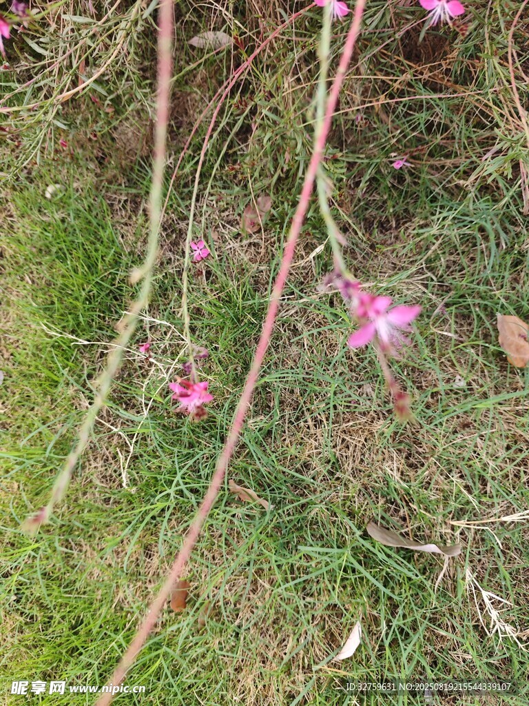 草丛中的粉色小花