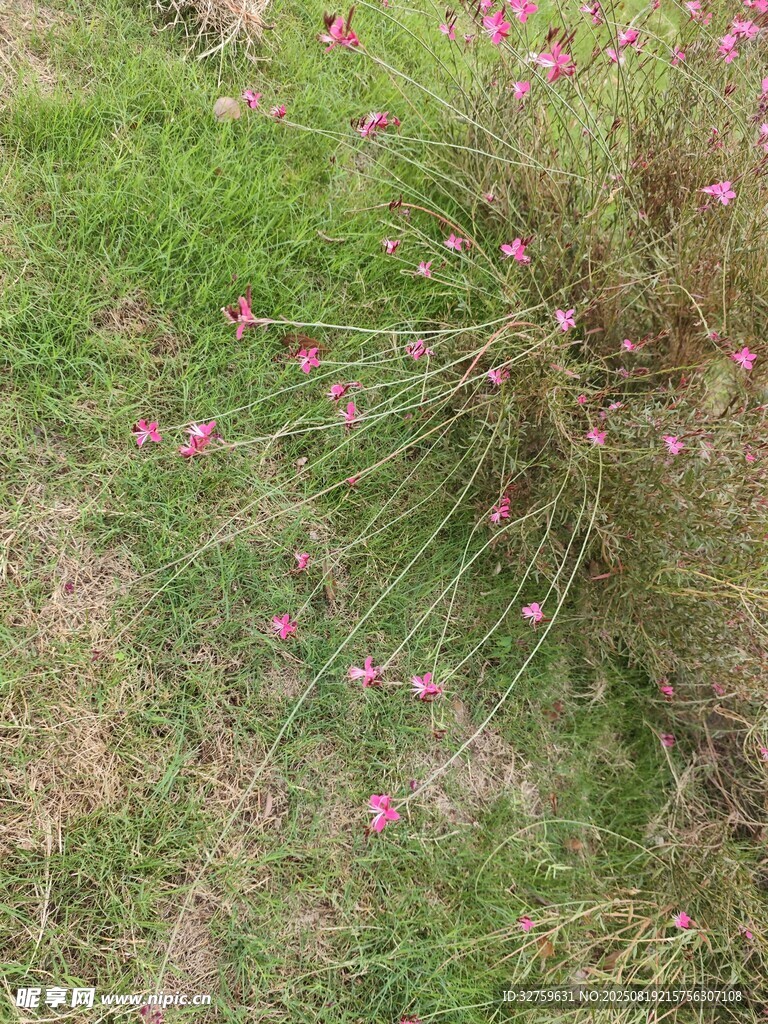 草丛中的粉色小花