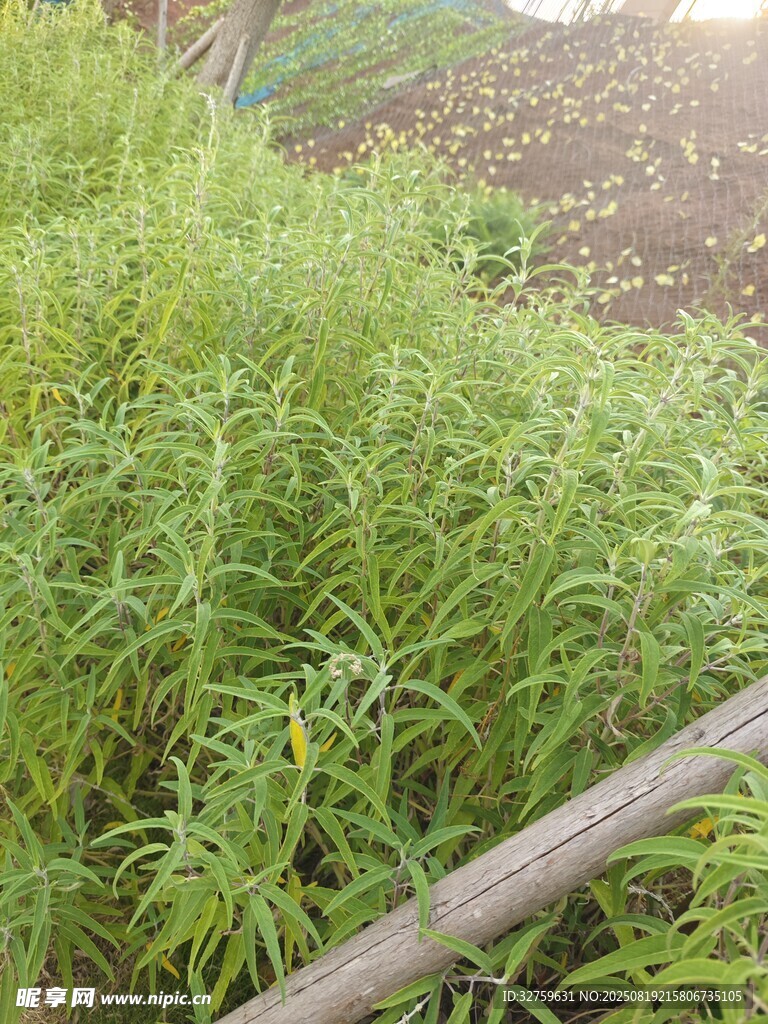 野外茂盛的绿色植物丛