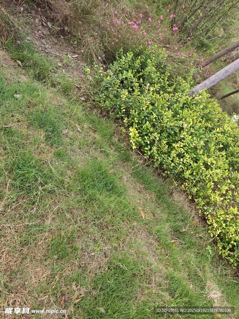山坡上的绿植景观
