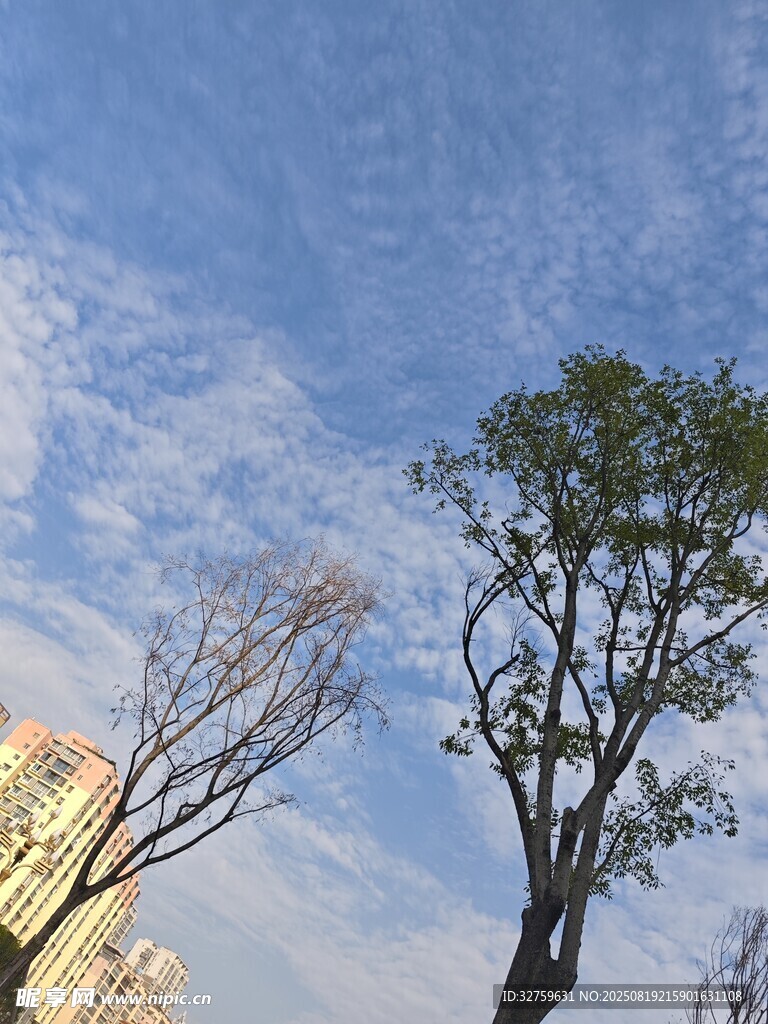 蓝天树木景观