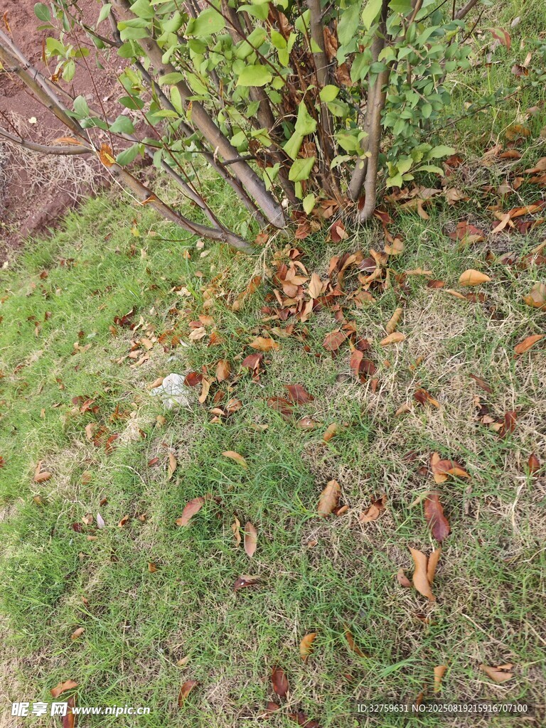 草地旁带枯叶的绿植