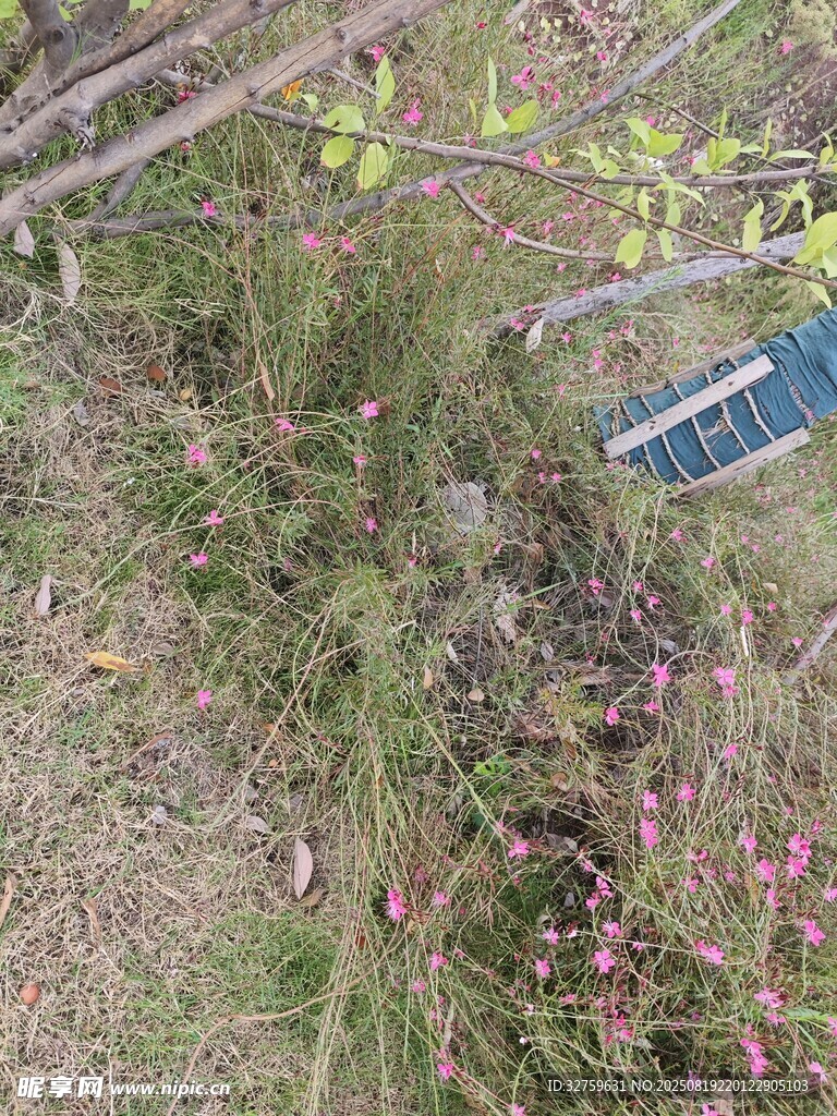植物旁的标识牌