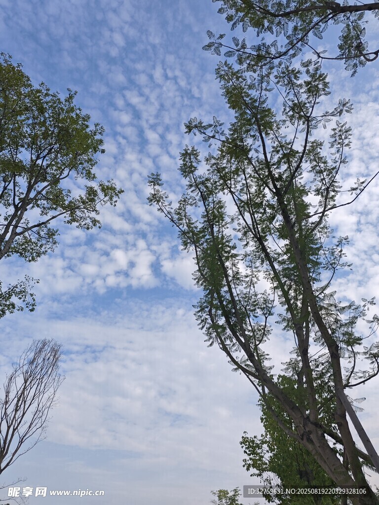 仰望蓝天绿树美景