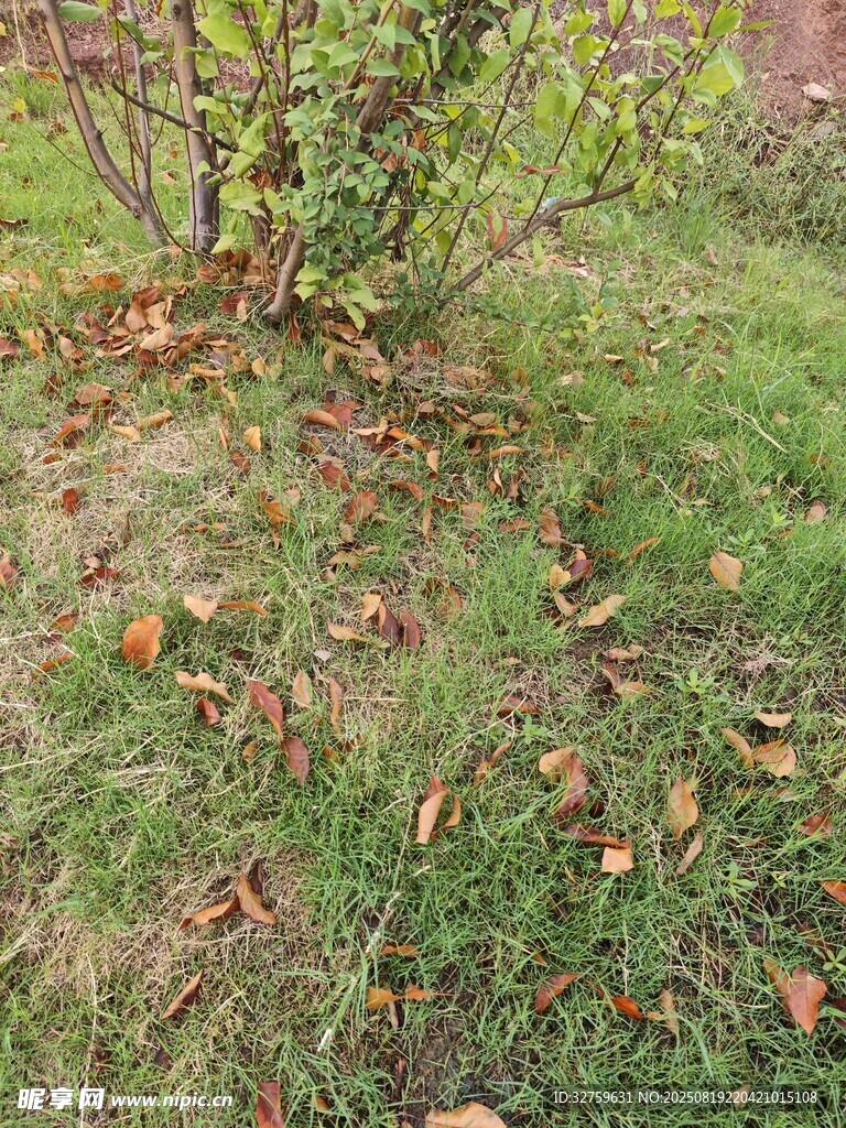 草地旁的低矮灌木丛