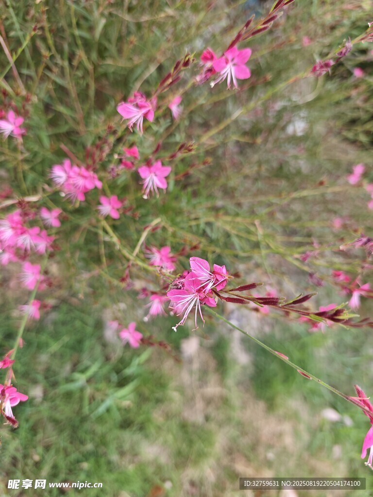 粉色烂漫花枝绽放