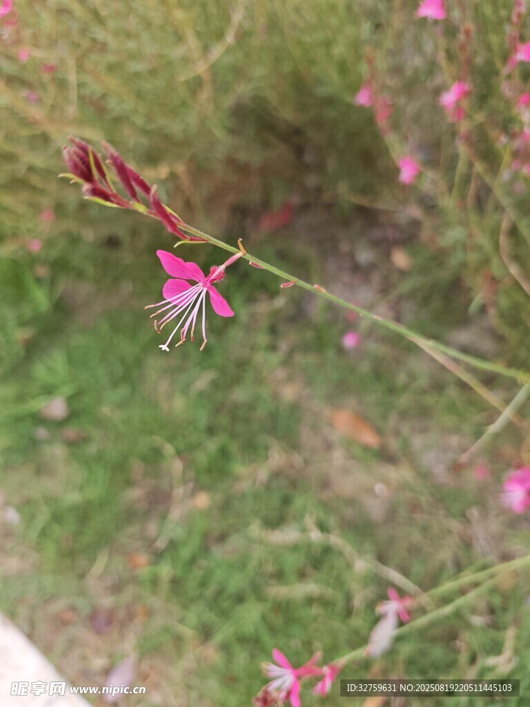 粉色小花绽放于草丛间