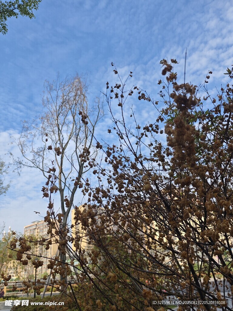 绿植