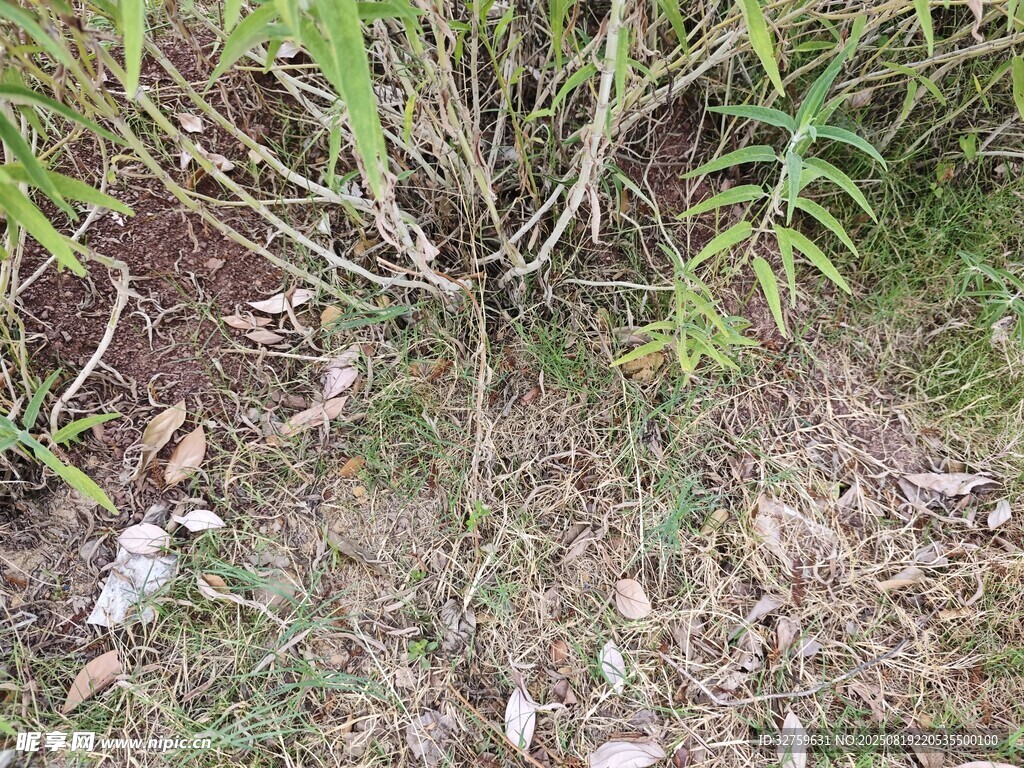 地面绿植与散落石块场景