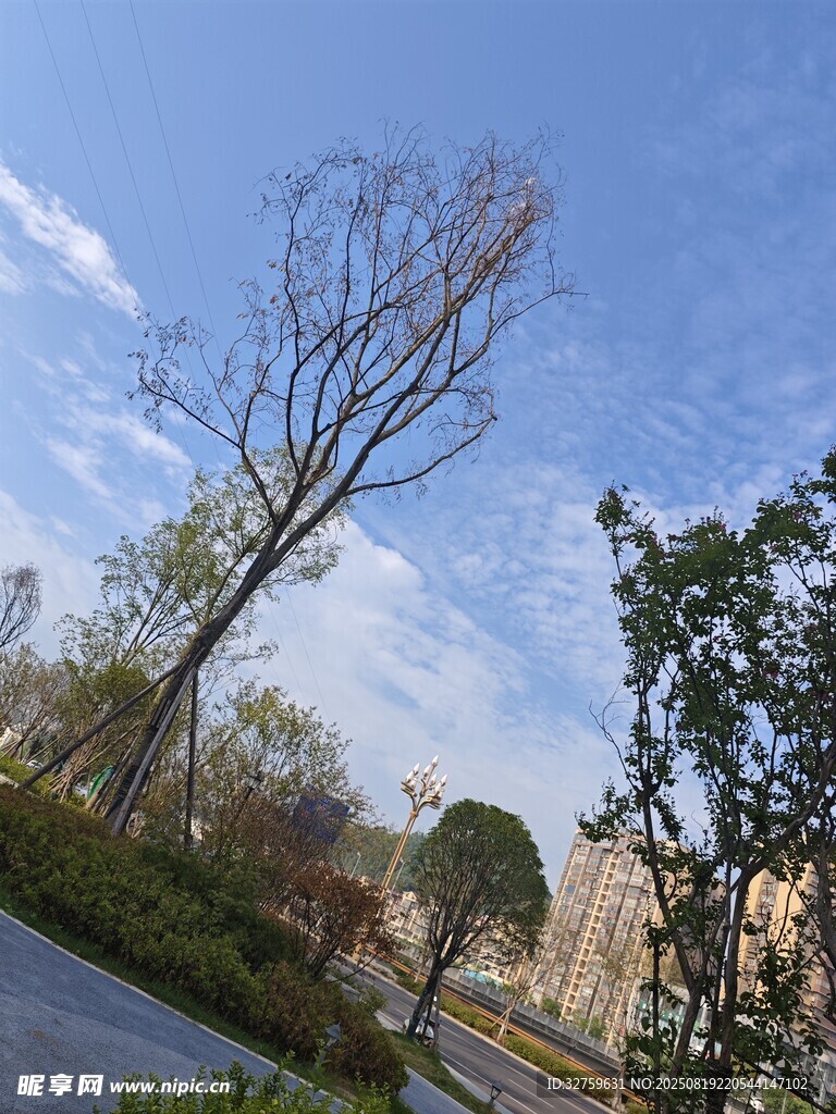 秋日路旁枯树与绿植景观