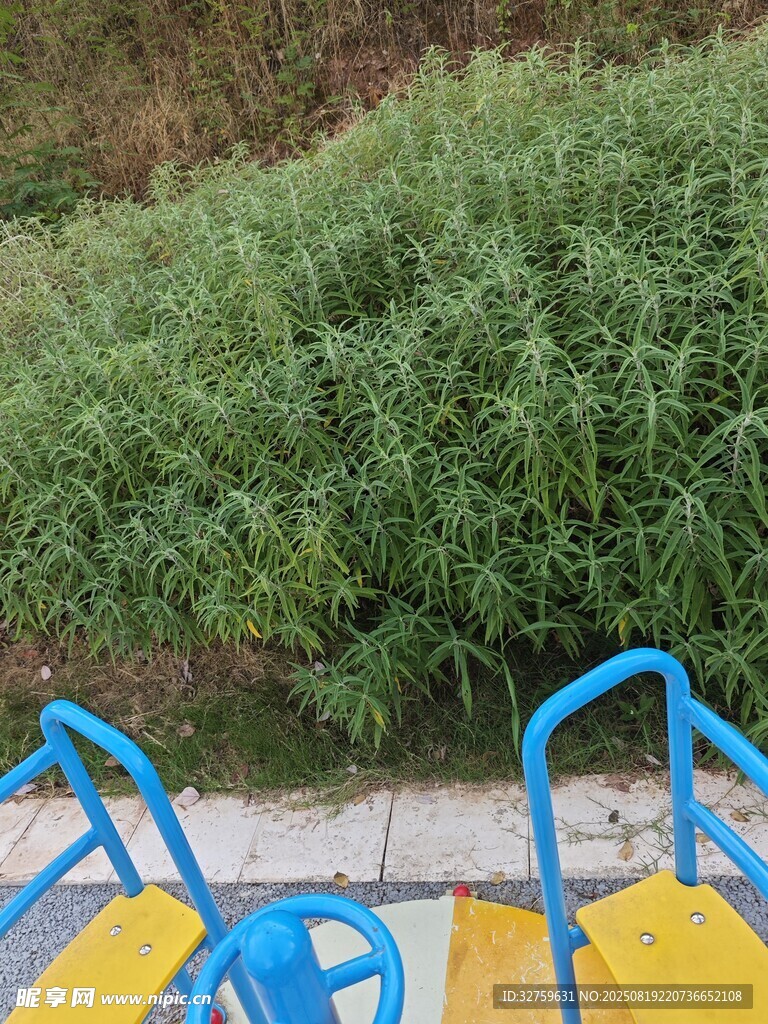 户外蓝黄座椅旁绿植景观