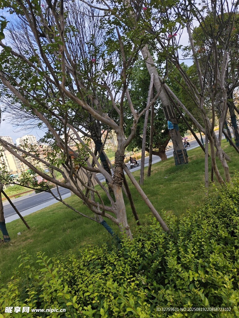 路边绿树成荫的自然景致