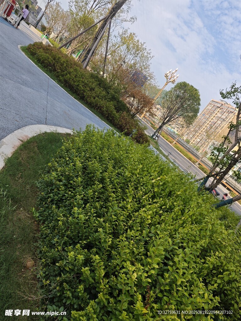 城市绿化带景观