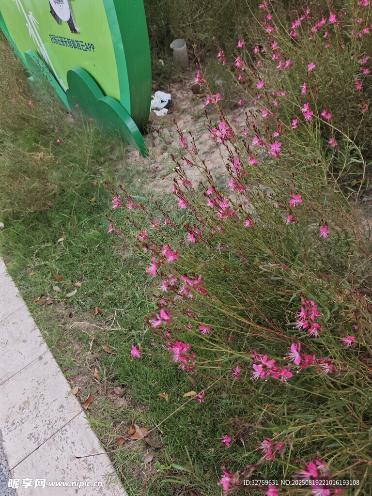 路边绽放的粉色小花