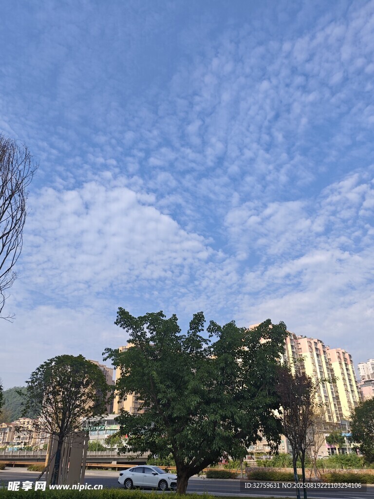 城市中蓝天白云绿树景观