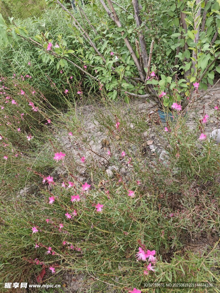 草丛中的粉色小花