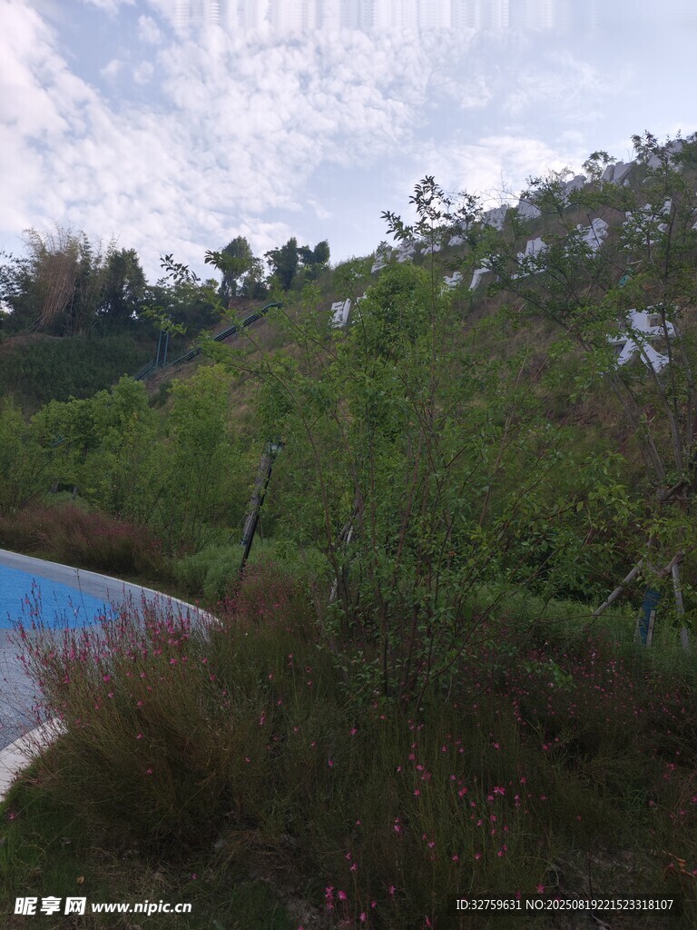 户外自然景观中的绿植水域