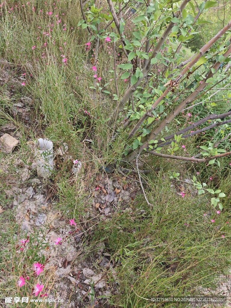 野外丛生的绿植与粉色小花