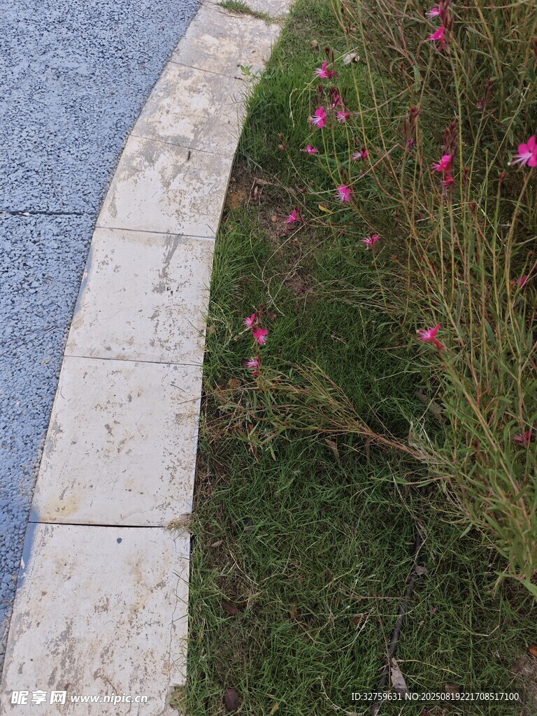 路边绽放的粉色小花