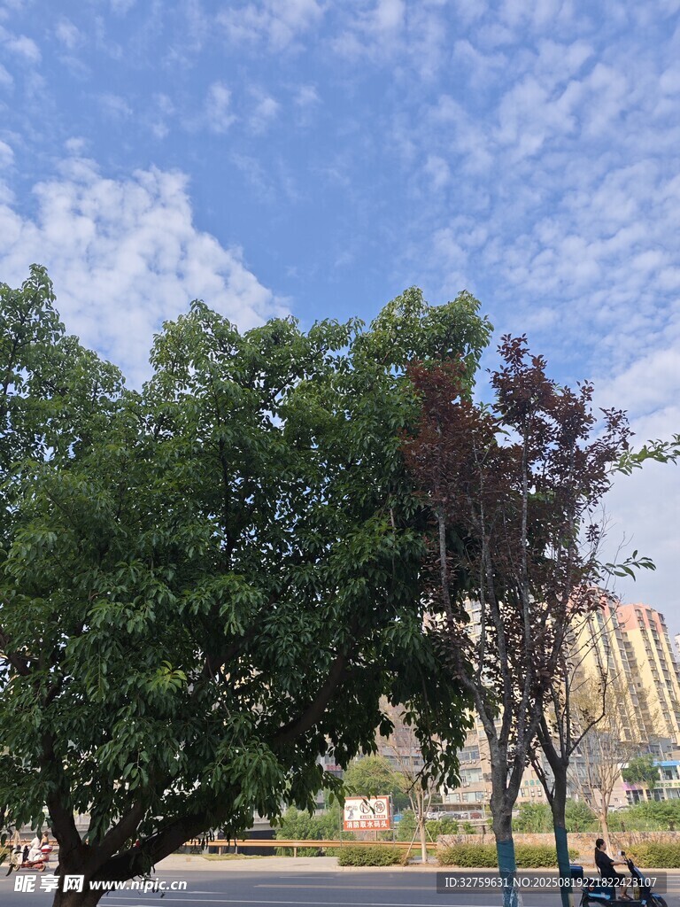 城市路边绿树蓝天景象