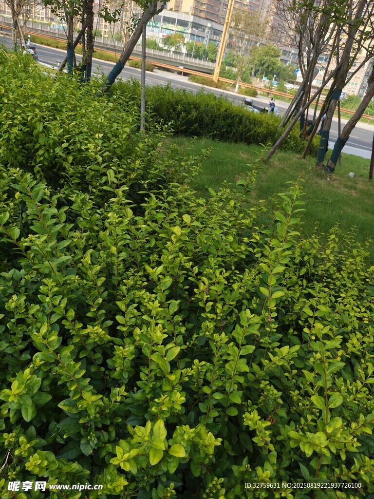绿意盎然的园林灌木景观