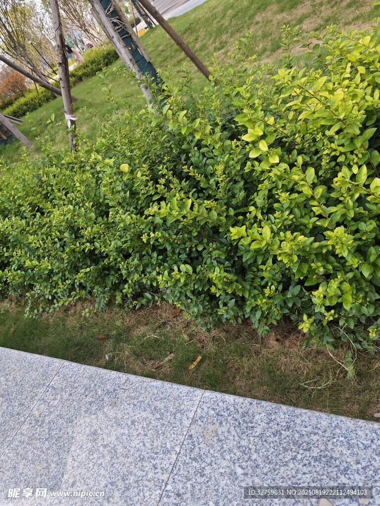 路边翠绿灌木丛