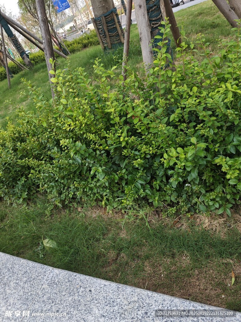 路边翠绿灌木丛
