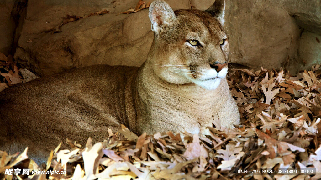 石旁休憩的优雅山猫