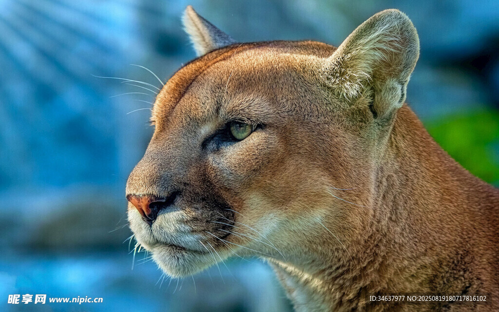 美洲狮特写